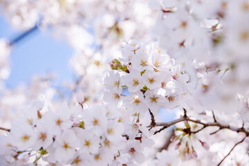 ピンク色の花びらが綺麗な満開の桜