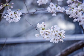 都会に咲く満開の桜の花
