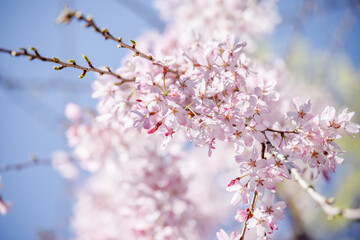 ピンク色の花びらが綺麗な満開の桜