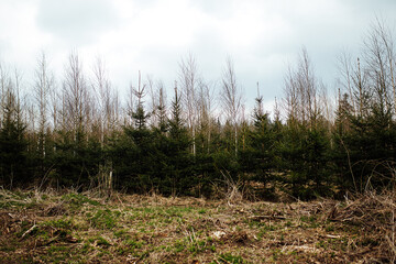 spruce nursery. reforestation after logging. agriculture with concern for the environment. young Christmas trees grow on the plot