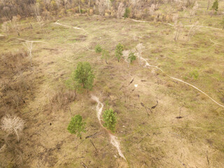 Forest in early spring. Aerial drone view.