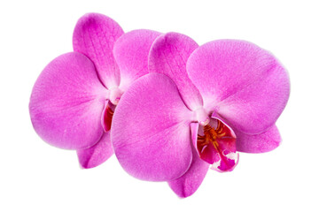 Naklejka na ściany i meble pink orchid flower on white background close up