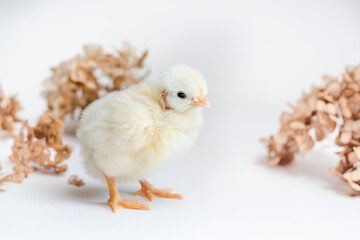 White newborn chicken and dry hydrangea on white surface