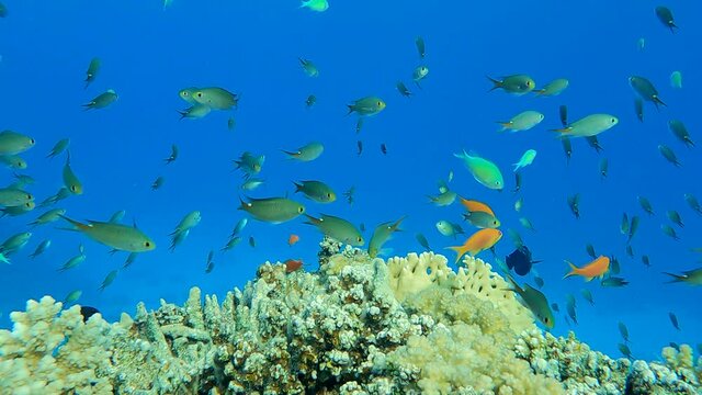 Colorful tropical fish swims near beautiful coral reef on blue water background in sun lights. Arabian Chromis (Chromis flavaxilla) and Lyretail Anthias or Sea Goldie (Pseudanthias squamipinnis)
