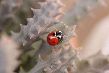 beautiful red ladybug leaf photo