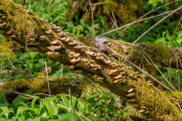 bracket fungi