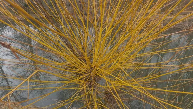 Willow wicker twigs bush tree with cut branches