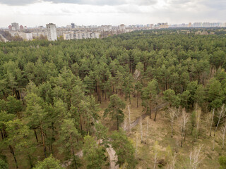 Obraz premium Pine trees in a coniferous forest in early spring. Aerial drone view.