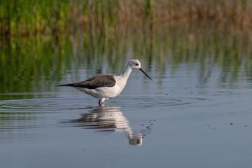 The black-winged stilt (Himantopus himantopus) bird on salt lake