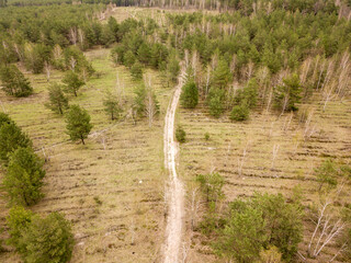 Dirt road among pine trees in a coniferous forest in early spring. Aerial drone view.