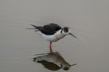 The black-winged stilt (Himantopus himantopus) bird on salt lake