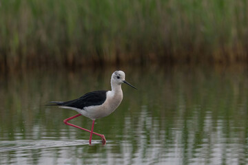 The black-winged stilt (Himantopus himantopus) bird on salt lake