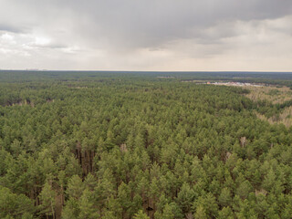 Pine trees in a coniferous forest in early spring. Aerial drone view.