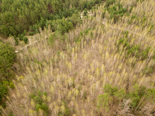 Pine trees in a coniferous forest in early spring. Aerial drone view.
