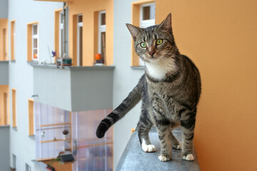 Gefahr Katze steht ungeschützt auf Balkonbrüstung