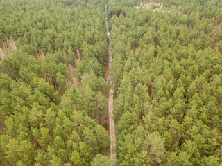 Dirt road among pine trees in a coniferous forest in early spring. Aerial drone view.