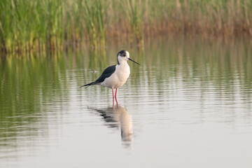 The black-winged stilt (Himantopus himantopus) bird on salt lake