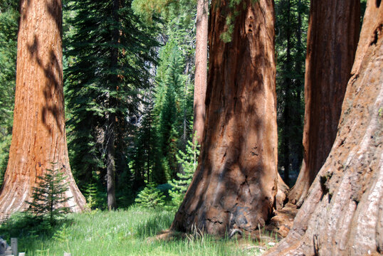 close up on giant sequoia in Marposa Grove in Yosemite National Park
