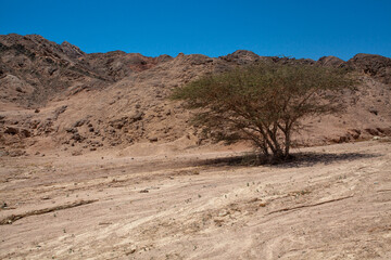 tree in the desert