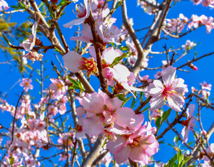 Almond Flower Bloom - Nature Photography