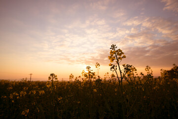 Beautiful sunset sky with meadow grass, twilight sky background.