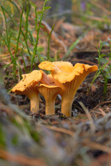 Three chanterelle mushrooms in the forest (Cantharellus cibarius). Cantharellus. Fresh organic mushrooms. 