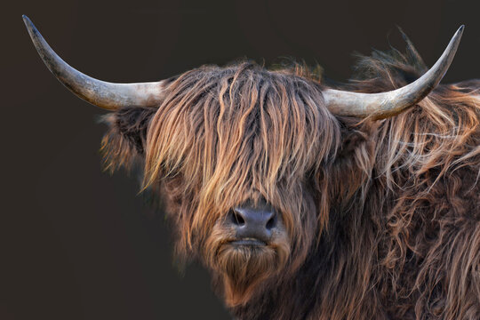 schottische Hochlandrind-Kuh