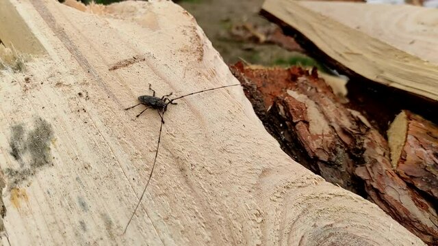 Acanthocinus aedilis close-up. The barbel beetle crawls on a pine board. A species of beetle belonging to the longhorn beetle family, which is a wood boring beetle.