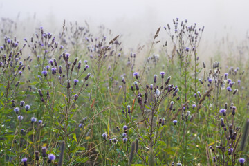Blooming plume thistles (Cirsium). Wildflowers on a foggy morning. A meadow overgrown with grass and thistle. Morning fog. Summer nature in the countryside. Soft focus. Close-up. Natural background.