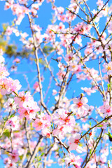 Almond Flower Bloom - Nature Photography