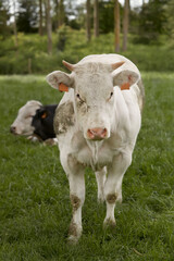 Close up portrait of a white cow