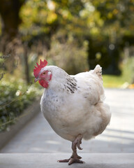 White Sussex chicken free range in the garden