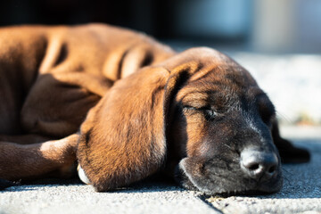 brown puppy sleeping