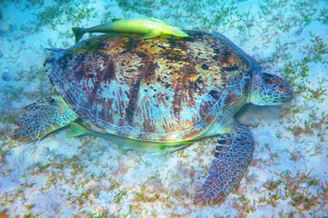Big sea turtle and suckerfishes
