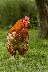 Close up portrait of a free range red rooster