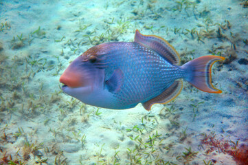 Fototapeta na wymiar Yellowmargin triggerfish