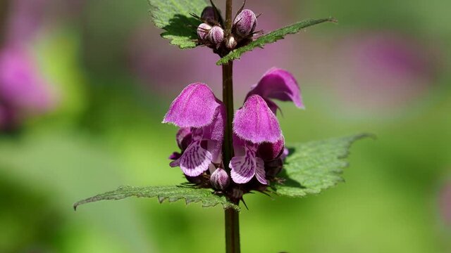 Spotted dead-nettle or purple dragon flowers in spring, Lamium maculatum