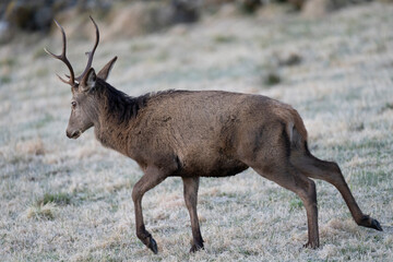 The red deer (Cervus elaphus)