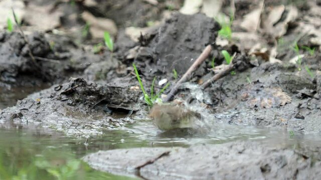 The red-breasted flycatcher, female, taking a bath, Ficedula parva
