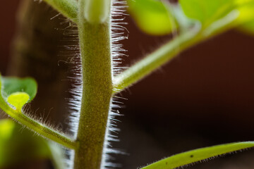 Macro of fluffy tomato plant stem.
