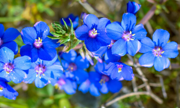Lysimachia monelli - Blue Pimpernel Flower