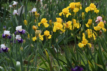 beautiful yellow irises in bloom in a garden in Florence