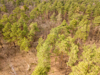 Pine trees in a coniferous forest in early spring. Aerial drone view.