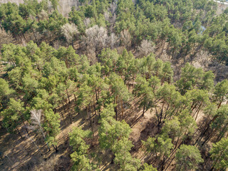 Fototapeta na wymiar Pine trees in a coniferous forest in early spring. Aerial drone view.