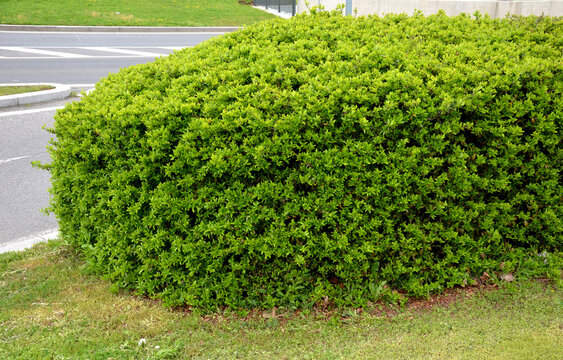Pyracantha ( firethorn ) attractive orange berries and utumn rain. Pyracantha coccinea orange glow firethorn is excellent evergreen hedge, wall or fence in public park. rows of rectangular shape