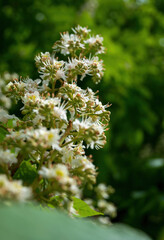 Blooming spring chestnut tree