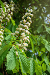 Blooming spring chestnut tree