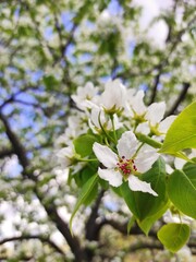 apple tree blossom