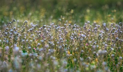 Flower field and summer Pentecostal holiday