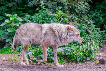 Grey wolf (Canis Lupus), walking to the right among vegetation 